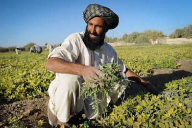 Experimental Agriculture Farm in Lashkar Gah, Helmand Province