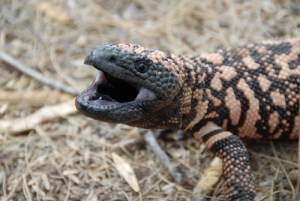 Gila-Monster-Eyes (1)